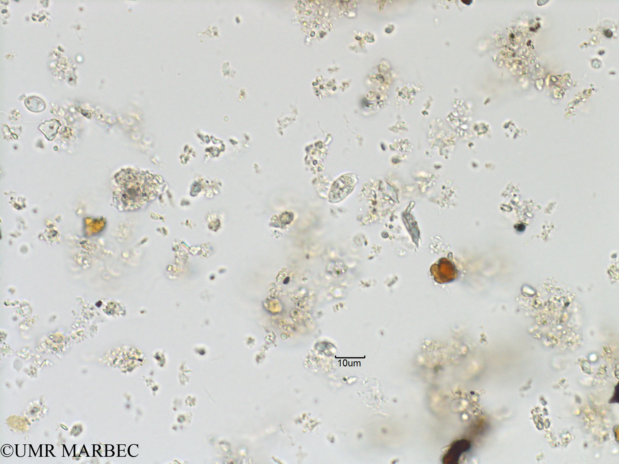 phyto/Bizerte/bizerte_bay/RISCO November 2015/Euglenoidea spp (Baie_T1C-Flagellé eugleno).tif(copy).jpg